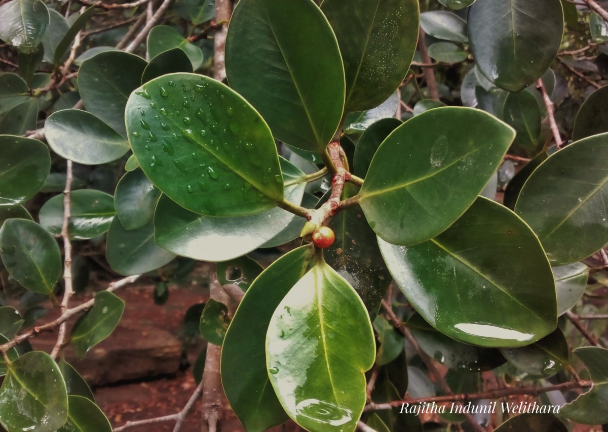 Ficus microcarpa L.f.